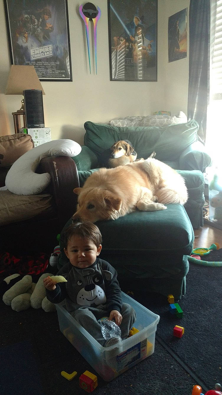 Dezmond is registered to the contest to win money with this photo: baby, canidae, carnivore, child, companion_dog, couch, furniture, living_room, non_sporting_group, person, play, room, sporting_group, toddler