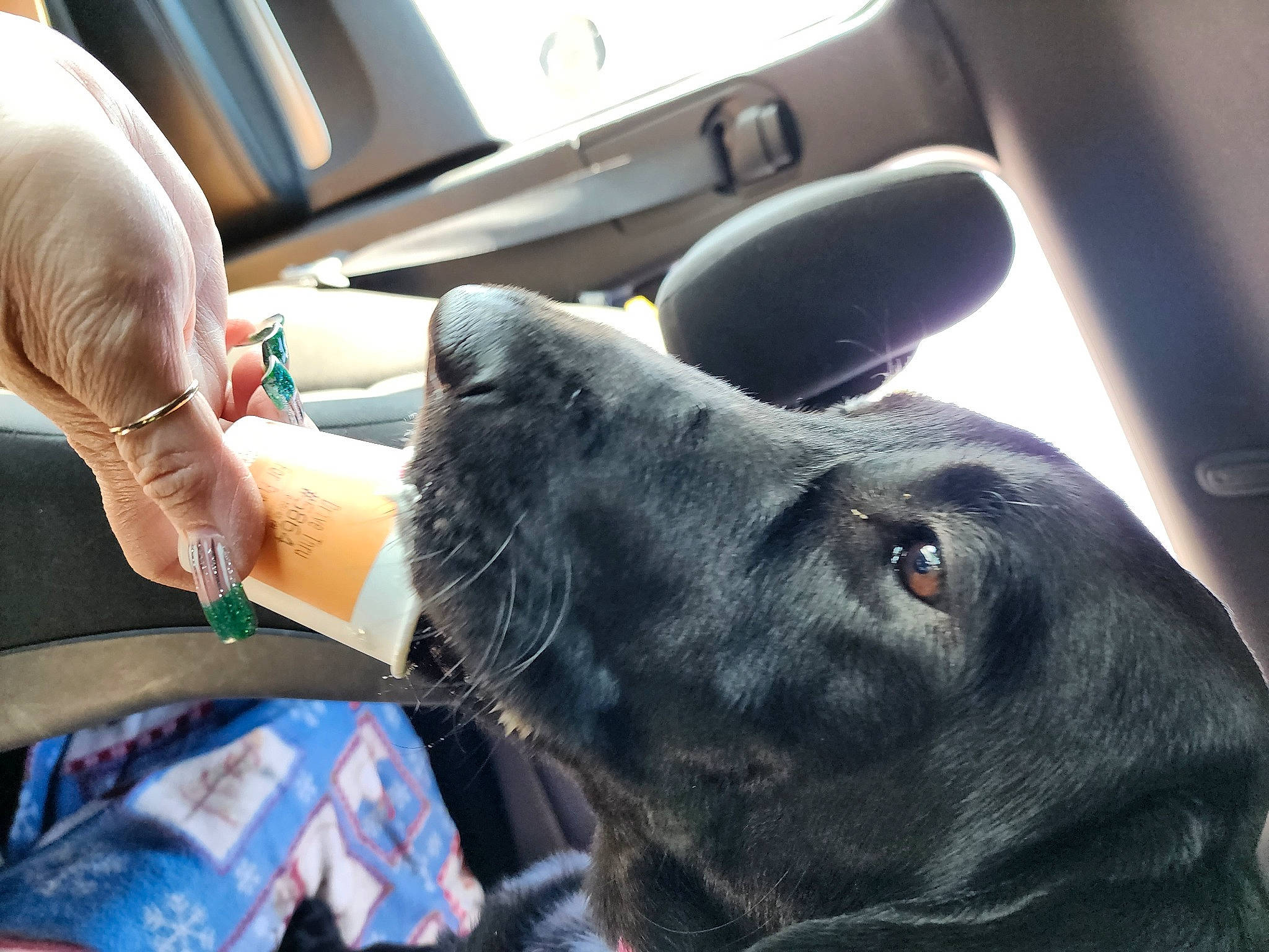 Marlo is registered to the contest to win money with this photo: canidae, car_seat, carnivore, comfort, companion_dog, dog, dog_breed, dog_collar, ear, fur, gesture, guard_dog, gun_dog, liver, snout, sporting_group, vehicle, vehicle_door, whiskers, working_animal
