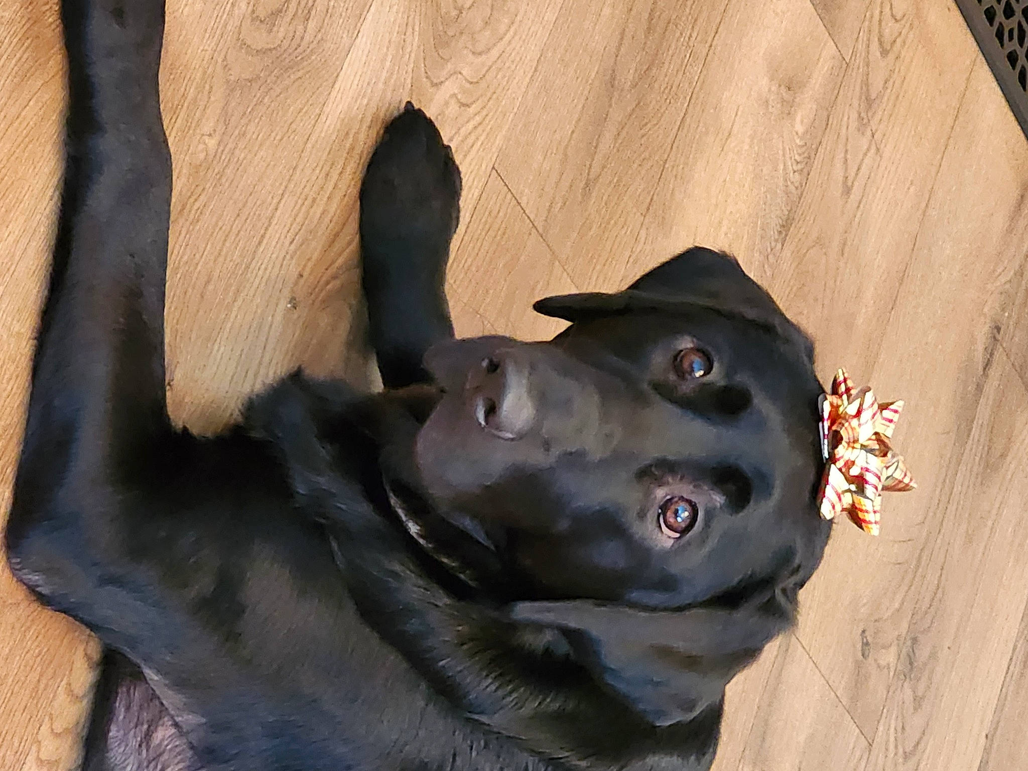 Marlo is registered to the contest to win money with this photo: art, canidae, carnivore, dog, dog_breed, ear, fashion_accessory, fawn, fur, gesture, guard_dog, hat, jaw, plant, sculpture, snout, sporting_group, whiskers, wood, working_animal