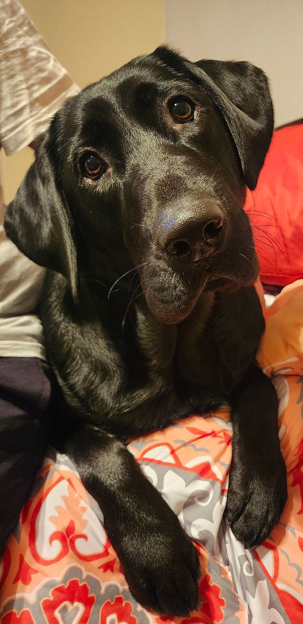 Marlo is registered to the contest to win money with this photo: borador, canidae, carnivore, collar, comfort, companion_dog, dog, dog_breed, dog_collar, dog_supply, fur, gun_dog, labrador_retriever, liver, pet_supply, retriever, snout, sporting_group, whiskers, working_animal