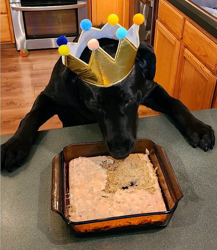 Marlo joined the competition — help win amazing prizes! art, artifact, bag, cabinetry, carmine, drawer, fictional_character, floor, flooring, fur, hardwood, hide, human_leg, metal, personal_protective_equipment, room, sculpture, toy, wood, working_animal