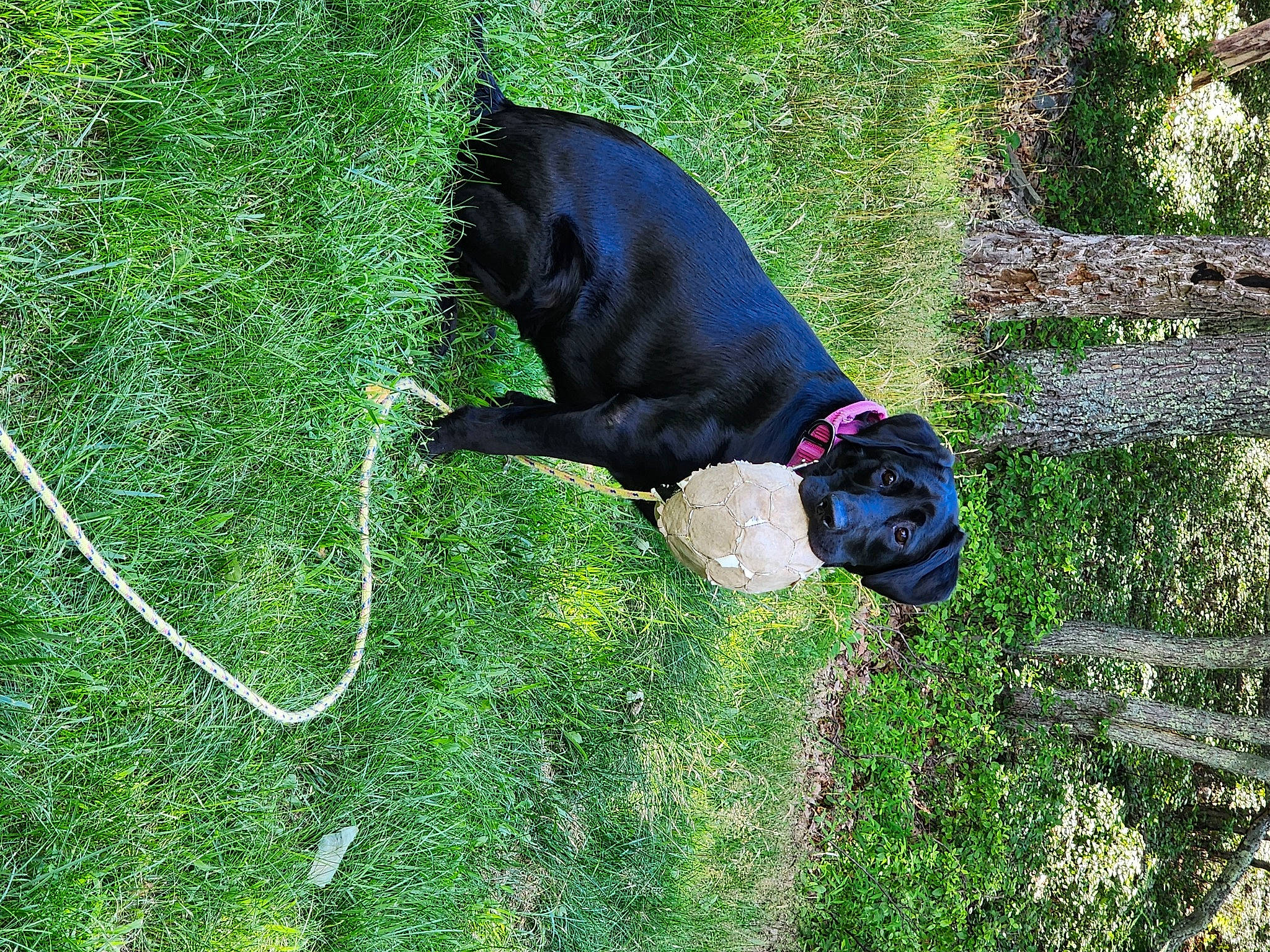 Marlo is registered to the contest to win money with this photo: canidae, carnivore, collar, companion_dog, dog, dog_breed, dog_supply, fawn, grass, grass_family, groundcover, guard_dog, lawn, pet_supply, plant, shrub, sporting_group, tail, tree, working_animal