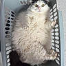 cat, fluffy_cat, black_and_white, longhair, pet, animal, feline, lying_down, belly_up, laundry_basket, basket, indoors, floor, yellow_eyes, pink_nose, paws_up, relaxed, funny_pose, portrait, photography