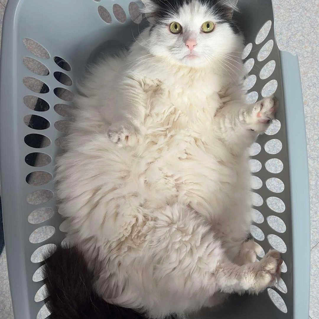 Plume a rejoint le concours — aidez-le/la à gagner de superbes lots ! cat, fluffy_cat, black_and_white, longhair, pet, animal, feline, lying_down, belly_up, laundry_basket, basket, indoors, floor, yellow_eyes, pink_nose, paws_up, relaxed, funny_pose, portrait, photography