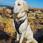 Vick a rejoint le concours — aidez-le/la à gagner de superbes lots ! animal, blue_sky, canine, coast, daylight, dog, fur, golden_retriever, harness, landscape, nature, ocean, outdoor, pet, portrait, rocky_shore, sitting, sunlight, water, wet_fur