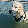 animal, background, beach, calm, dog, golden_retriever, harness, nature, outdoor, person, pet, reflection, sand, shallow_water, shore, sky, summer, sunlight, water, wet_fur