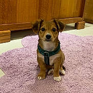 Lako a rejoint le concours — aidez-le/la à gagner de superbes lots ! puppy, dog, pet, indoor, brown, white_paws, collar, floor, rug, pink_rug, wooden_cabinet, cute, small_dog, sitting, looking, ears, fur, young, animal, domestic