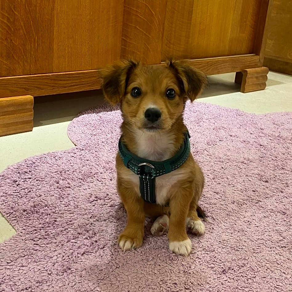 Lako a rejoint le concours — aidez-le/la à gagner de superbes lots ! animal, brown, collar, cute, dog, domestic, ears, floor, fur, indoor, looking, pet, pink_rug, puppy, rug, sitting, small_dog, white_paws, wooden_cabinet, young