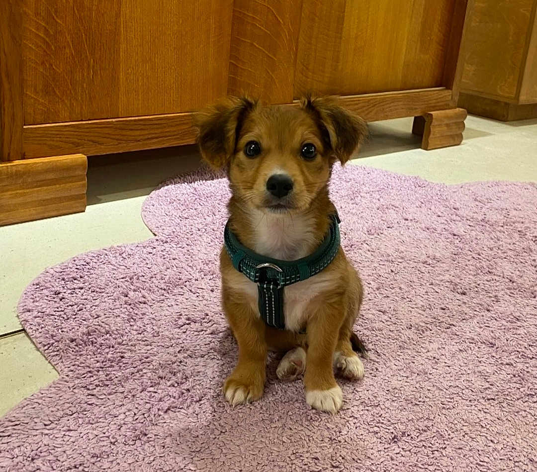 Lako a rejoint le concours — aidez-le/la à gagner de superbes lots ! puppy, dog, pet, indoor, brown, white_paws, collar, floor, rug, pink_rug, wooden_cabinet, cute, small_dog, sitting, looking, ears, fur, young, animal, domestic