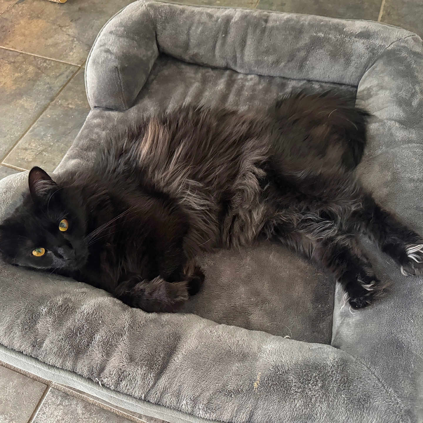 Onyx