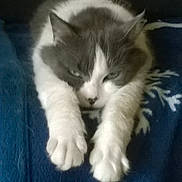 Fripouille participe au concours pour gagner de l'argent avec cette photo : cat, gray, white, fluffy, paws, stretching, sleepy, blanket, blue, pattern, indoor, pet, feline, relaxed, fur, animal, cute, cozy, resting, closeup