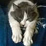 cat, gray, white, fluffy, paws, stretching, sleepy, blanket, blue, pattern, indoor, pet, feline, relaxed, fur, animal, cute, cozy, resting, closeup