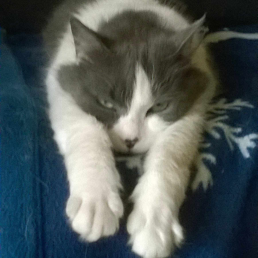 Fripouille participe au concours pour gagner de l'argent avec cette photo : animal, blanket, blue, cat, closeup, cozy, cute, feline, fluffy, fur, gray, indoor, pattern, paws, pet, relaxed, resting, sleepy, stretching, white