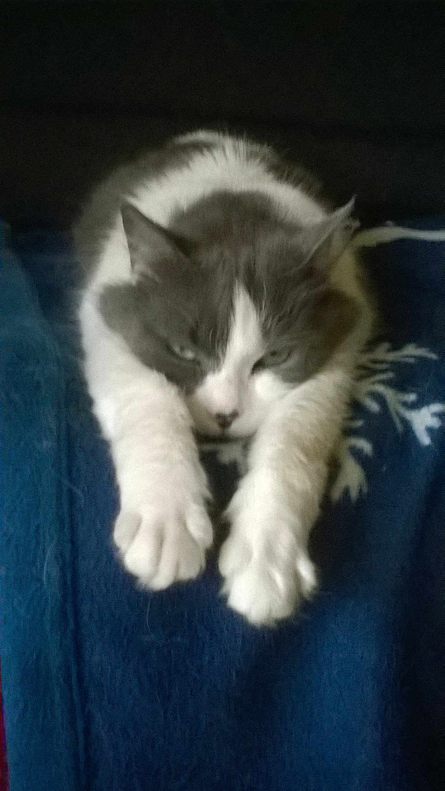 Fripouille participe au concours pour gagner de l'argent avec cette photo : cat, gray, white, fluffy, paws, stretching, sleepy, blanket, blue, pattern, indoor, pet, feline, relaxed, fur, animal, cute, cozy, resting, closeup