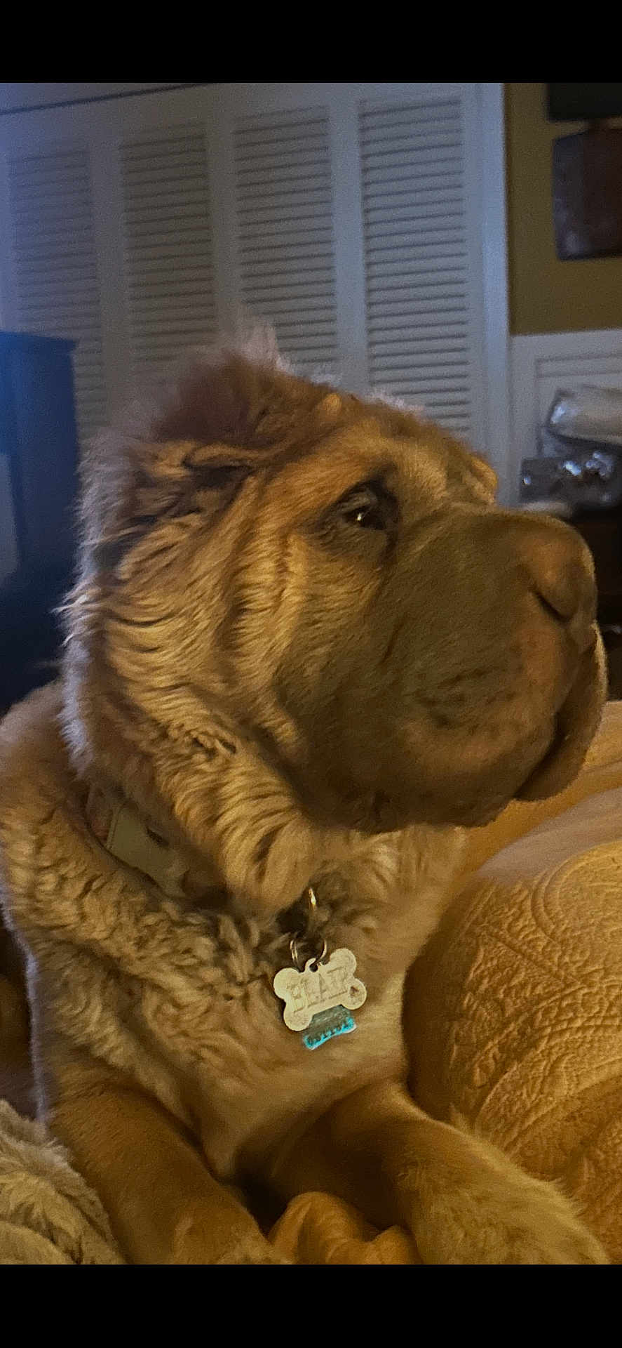 Blair joined the competition — help win amazing prizes! dog, pet, collar, dog_tag, fur, indoor, couch, close_up, portrait, sitting, brown_fur, muzzle, whiskers, domestic_animal, cozy, blanket, furniture, living_room, profile, sleepy