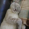 Ash is registered to the contest to win money with this photo: cat, sleeping, pet, feline, cozy, blanket, indoor, cute, relaxed, fur, whiskers, paw, domestic_animal, rest, animal, mammal, soft, nap, closeup, comfort