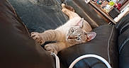 Ash joined the competition — help win amazing prizes! cat, feline, pet, stretching, couch, leather, blanket, indoor, household, curious, looking, relaxed, cozy, whiskers, ears, paws, eyes, furniture, living_room, domestic