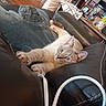 cat, feline, pet, stretching, couch, leather, blanket, indoor, household, curious, looking, relaxed, cozy, whiskers, ears, paws, eyes, furniture, living_room, domestic