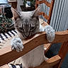 Ash is registered to the contest to win money with this photo: cat, wooden_chair, paws, indoor, table, checkered_tablecloth, plant, furniture, curious, pet, animal, domestic, whiskers, ears, home, cozy, table_setting, sitting, close_up, light