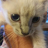 Ash is registered to the contest to win money with this photo: kitten, cat, close_up, hand, fur, whiskers, eyes, pet, animal, indoor, cute, young, soft, feline, face, nose, muzzle, curious, holding, portrait
