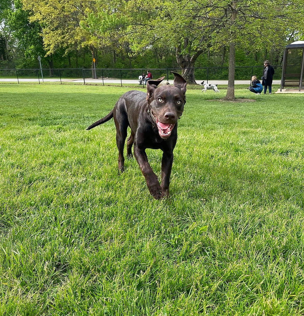 Ivy joined the competition — help win amazing prizes! canidae, carnivore, companion_dog, dog, dog_breed, fawn, grass, grassland, groundcover, guard_dog, lawn, pasture, plant, snout, sporting_group, tail, terrestrial_animal, tree, working_animal, working_dog