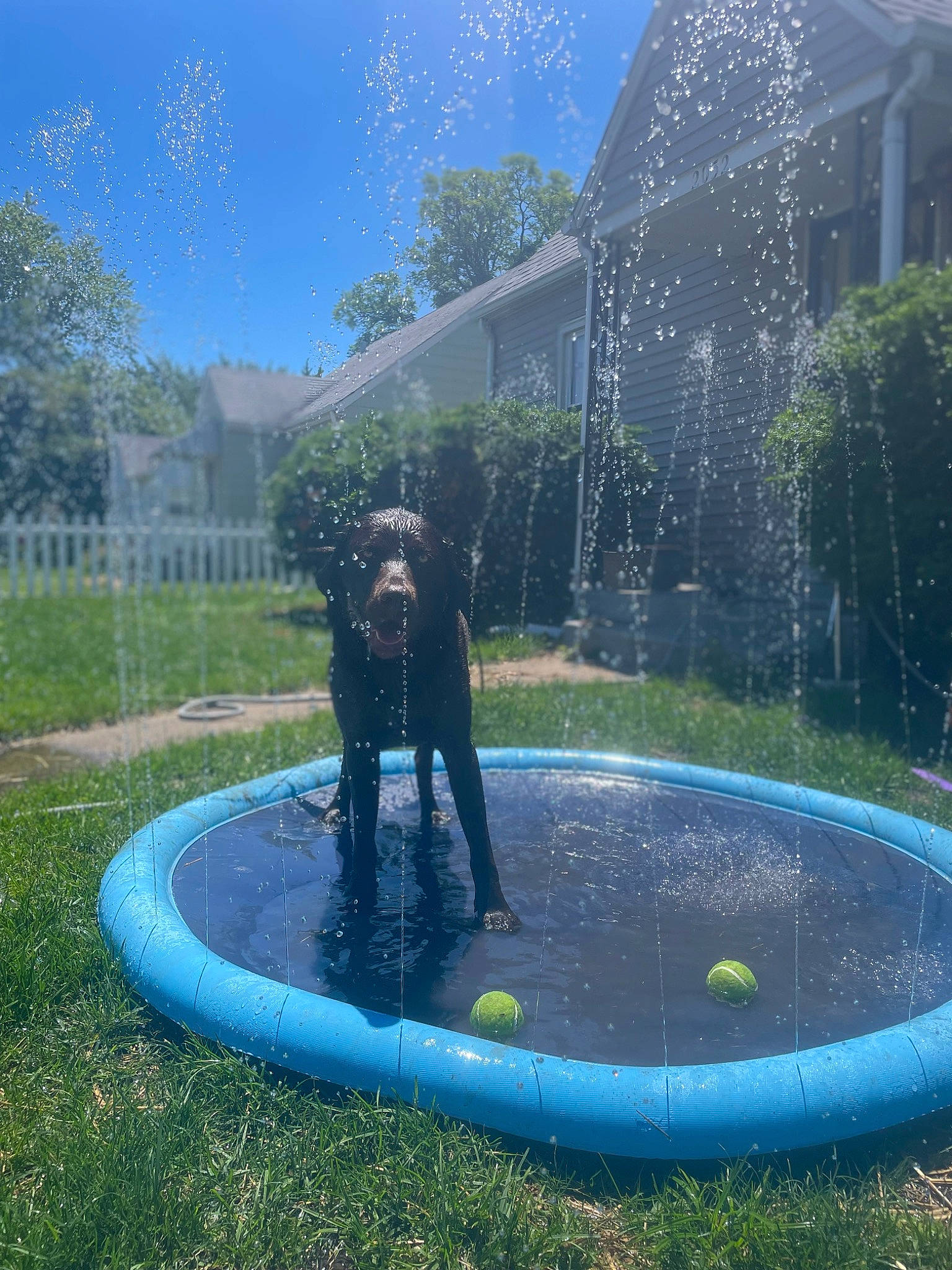 Ivy is registered to the contest to win money with this photo: architecture, azure, biome, botany, composite_material, electric_blue, fence, fun, grass, landscape, lawn, leisure, nature, plant, public_space, shrub, sky, tree, vertebrate, water