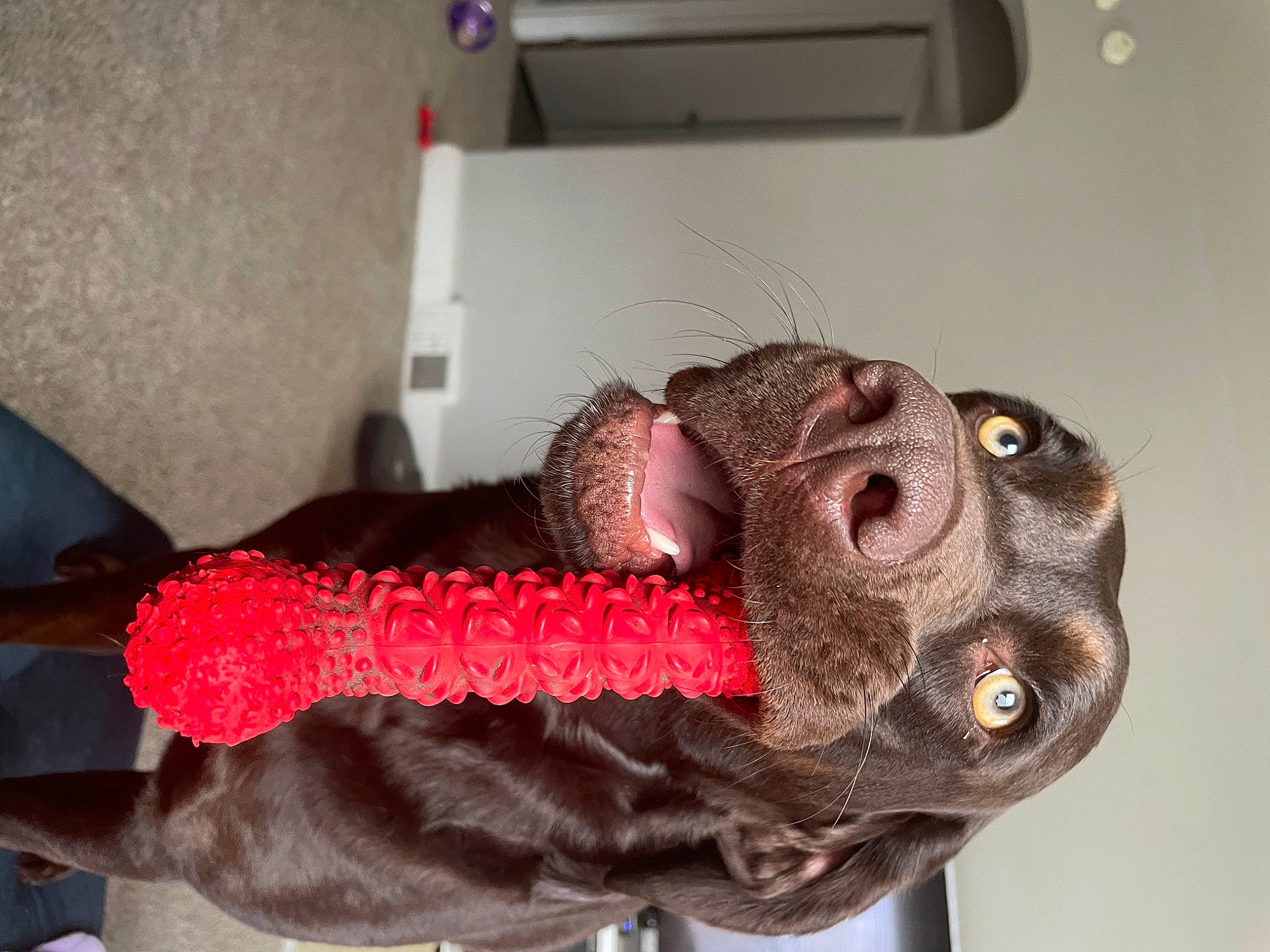 Ivy is registered to the contest to win money with this photo: canidae, carmine, carnivore, dinosaur, dog_breed, fashion_accessory, felidae, flesh, fur, liver, mask, personal_protective_equipment, sculpture, small_to_medium_sized_cats, snout, sporting_group, stuffed_toy, tail, whiskers, wool