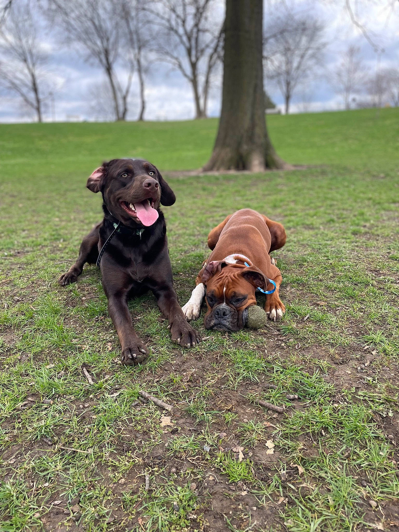 Ivy joined the competition — help win amazing prizes! carnivore, cloud, collar, companion_dog, dog, dog_breed, dog_collar, dog_supply, fawn, grass, gun_dog, leash, liver, pet_supply, plant, pointing_breed, sky, tail, tree, working_animal