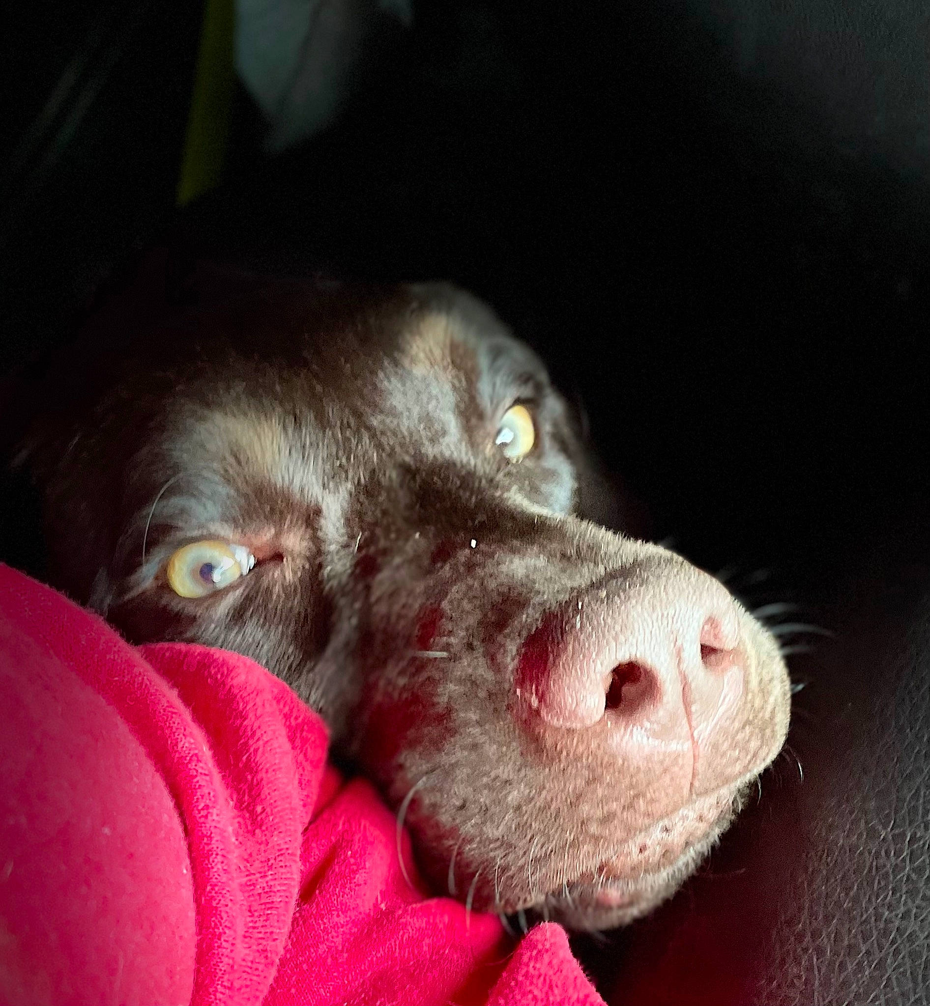 Ivy is registered to the contest to win money with this photo: borador, canidae, carmine, carnivore, close_up, comfort, companion_dog, darkness, dog, dog_breed, ear, fur, gun_dog, laptop, liver, non_sporting_group, sporting_group, terrestrial_animal, whiskers, working_animal