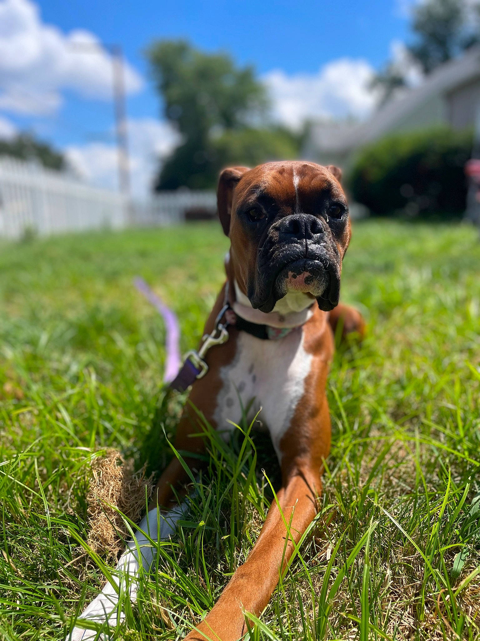 Harley is registered to the contest to win money with this photo: boxer, bulldog, canidae, carnivore, cloud, collar, companion_dog, dog, dog_breed, dog_collar, grass, lawn, plant, sky, snout, sporting_group, tree, whiskers, working_animal, wrinkle