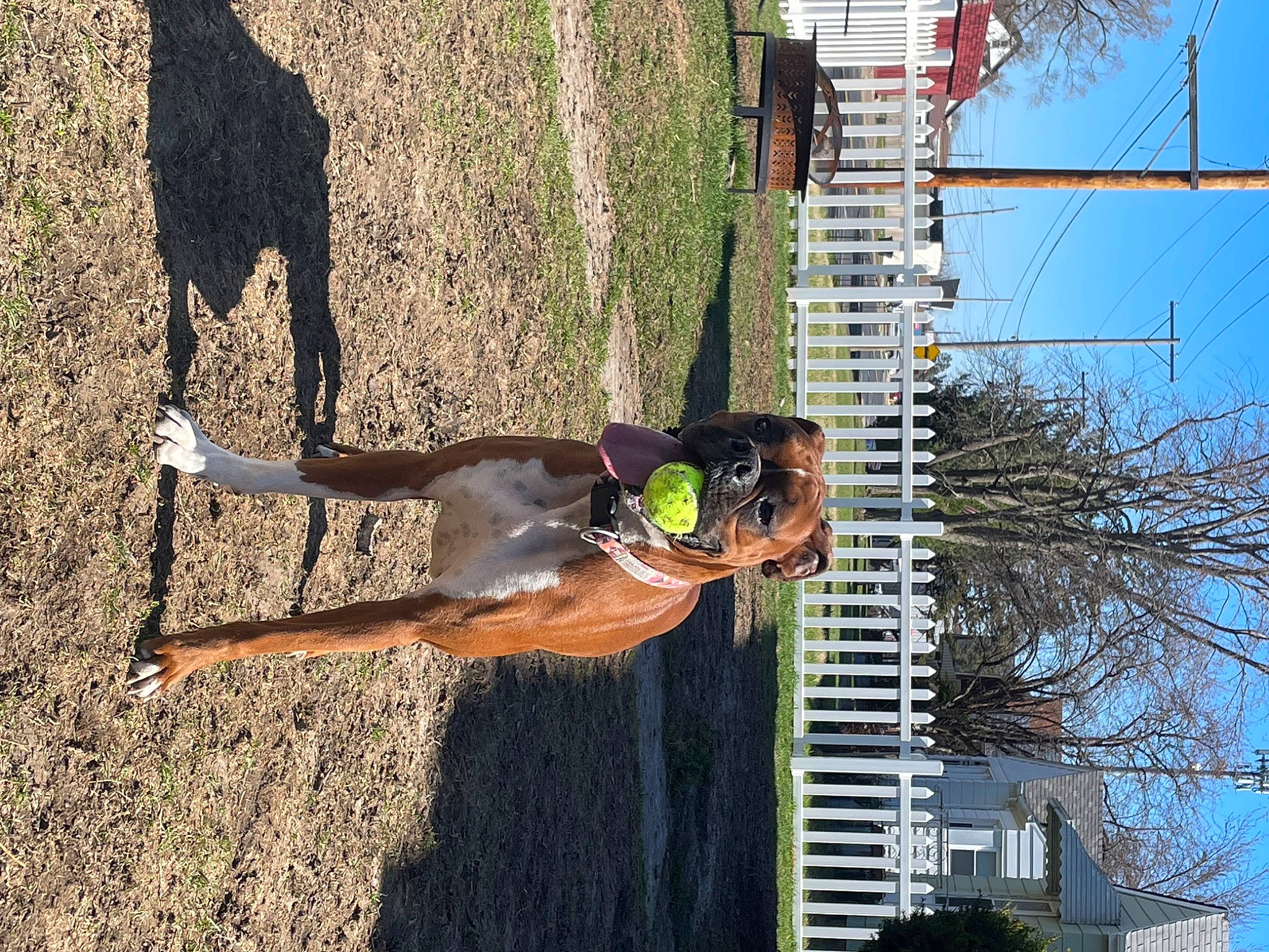 Harley is registered to the contest to win money with this photo: condominium, fun, grass, human_leg, leisure, people_in_nature, pole, recreation, shadow, sky, soil, thigh, tree, urban_design, wood