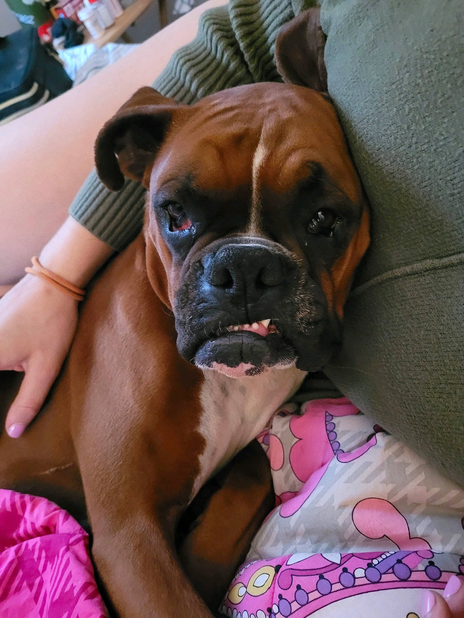 Harley is registered to the contest to win money with this photo: boxer, canidae, carnivore, chair, comfort, companion_dog, dog, dog_breed, dog_collar, fawn, guard_dog, liver, molosser, non_sporting_group, snout, sporting_group, whiskers, working_animal, working_dog, wrinkle