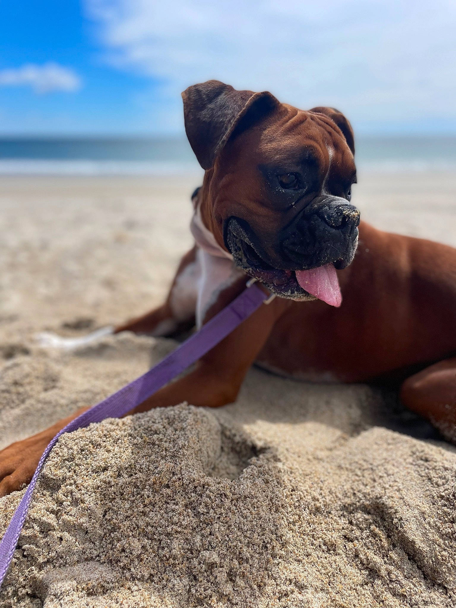 Harley is registered to the contest to win money with this photo: beach, boxer, carnivore, cloud, companion_dog, dog, dog_breed, fawn, horizon, landscape, liver, sand, sky, snout, sporting_group, tree, water, wood, working_animal, wrinkle