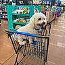 Maxi Boy is registered to the contest to win money with this photo: dog, white_dog, shopping_cart, retail_store, aisle, books_display, floor, collar, pet, smiling, tongue_out, furry, shopping_trip, cart_wheels, metal_cart, shelves, price_sign, overhead_lighting, customer_service, retail_box
