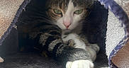 Taïa a rejoint le concours — aidez-le/la à gagner de superbes lots ! cat, tabby, paw, towel, cave, cozy, resting, indoor, fur, pet, animal, sleepy, cute, green_eyes, whiskers, closeup, soft, texture, relaxed, sunlight
