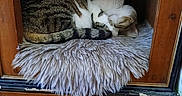 Taïa a rejoint le concours — aidez-le/la à gagner de superbes lots ! animal, books, cat, cozy, curled_up, domestic_cat, fluffy_cushion, furniture, home, indoor, nap, pet, quiet, relaxation, resting, shelf, sleeping_cat, striped, tabby_cat, wooden_cabinet