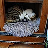 cat, tabby_cat, sleeping_cat, fluffy_cushion, wooden_cabinet, books, cozy, indoor, pet, furniture, resting, curled_up, striped, home, quiet, relaxation, shelf, animal, nap, domestic_cat
