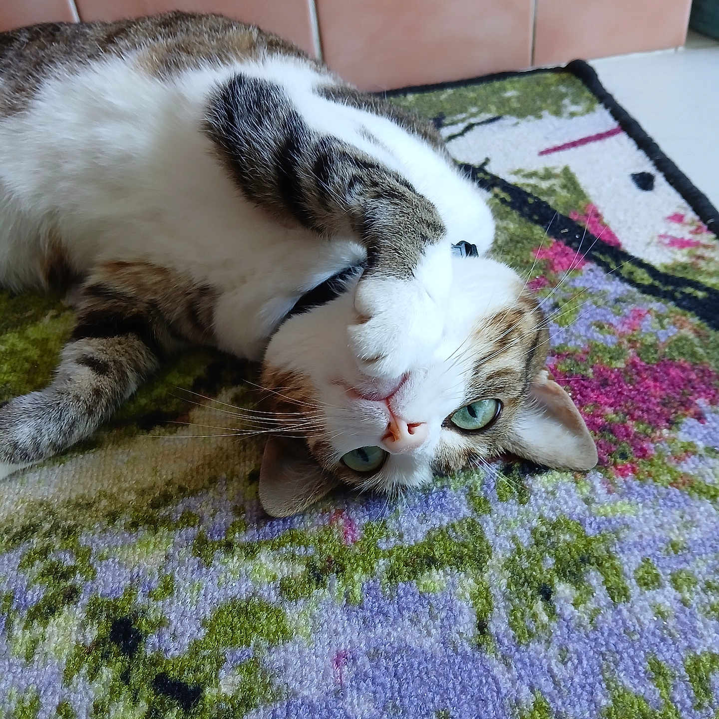 Taïa a rejoint le concours — aidez-le/la à gagner de superbes lots ! animal, carpet, cat, close_up, cute, domestic, floor, floral_pattern, fur, green_eyes, indoor, lying_down, paw, pet, playful, relaxed, striped, tabby, tile_wall, whiskers
