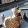 cat, tabby, green_eyes, sunlight, rooftop, urban, street, building, shadow, curious, lounging, outdoor, pet, feline, whiskers, ears, side_view, daylight, relaxed, animal