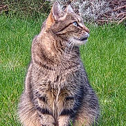 Billy participe au concours pour gagner de l'argent avec cette photo : cat, tabby_cat, grass, outdoor, animal, pet, feline, nature, greenery, shrubbery, sitting, fur, whiskers, ears, profile, daylight, mammal, eyes, domestic_animal, wildlife