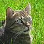 Billy participe au concours pour gagner de l'argent avec cette photo : cat, tabby_cat, grass, outdoor, animal, pet, feline, whiskers, ears, eyes, close_up, nature, sunlight, fur, mammal, greenery, looking, relaxed, daylight, background
