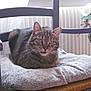 Billy participe au concours pour gagner de l'argent avec cette photo : cat, tabby_cat, chair, cushion, indoor, flower_vase, flowers, wooden_chair, pet, feline, cozy, relaxed, home_interior, curtains, natural_light, domestic_animal, plant, radiator, soft_texture, comfort