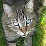 cat, tabby_cat, grass, outdoor, animal, pet, feline, close_up, whiskers, ears, eyes, nature, sunlight, fur, muzzle, wildlife, looking_up, daylight, relaxed, domestic_animal
