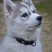 Loki participe au concours pour gagner de l'argent avec cette photo : animal, attention, canine, closeup, collar, cute, dog, ears, eyes, fluffy, fur, nature, nose, outdoor, pet, portrait, puppy, siberian_husky, whiskers, young