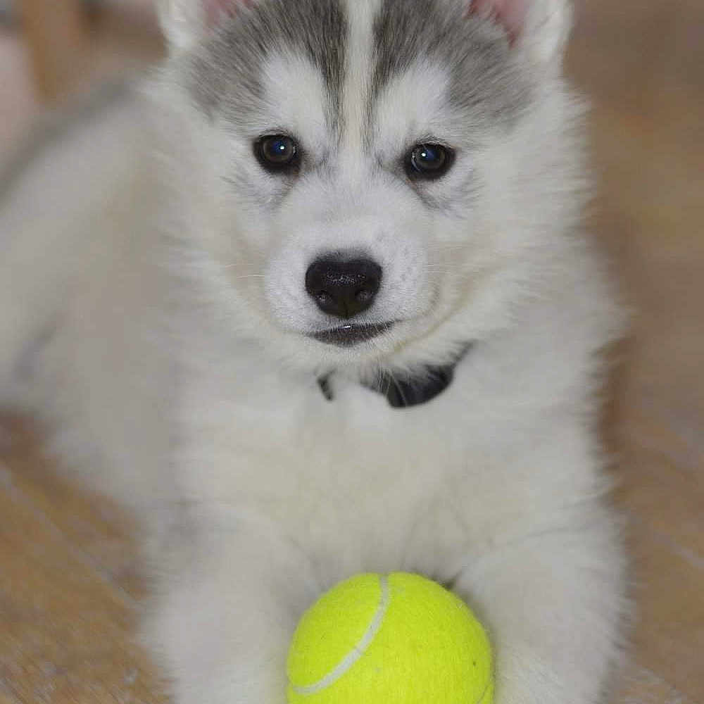 Loki participe au concours pour gagner de l'argent avec cette photo : adorable, animal, closeup, collar, cute, dog, ears, expression, floor, fur, gray, husky, indoor, paws, pet, playful, puppy, tennis_ball, white, young
