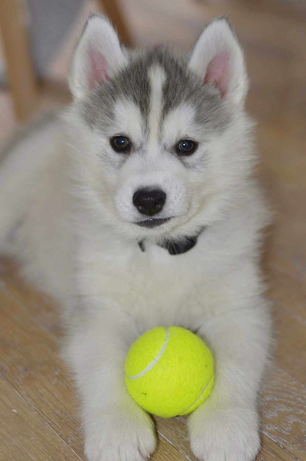 Loki participe au concours pour gagner de l'argent avec cette photo : adorable, animal, closeup, collar, cute, dog, ears, expression, floor, fur, gray, husky, indoor, paws, pet, playful, puppy, tennis_ball, white, young