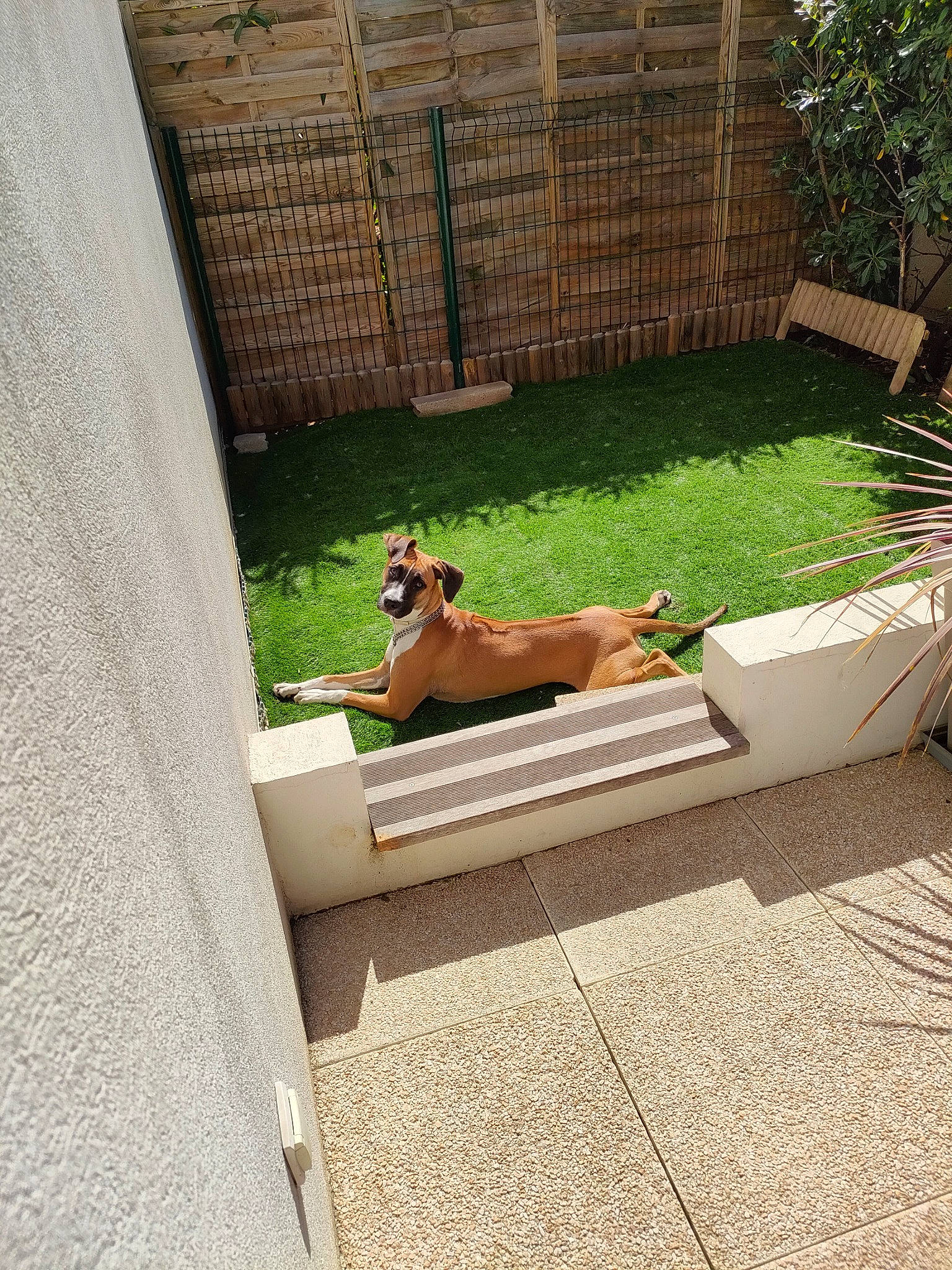 Saïka a rejoint le concours — aidez-le/la à gagner de superbes lots ! carnivore, companion_dog, composite_material, dog, dog_breed, fawn, flooring, grass, hardwood, leisure, outdoor_furniture, pet_supply, plant, road_surface, roof, shade, sidewalk, sunglasses, tints_and_shades, wood