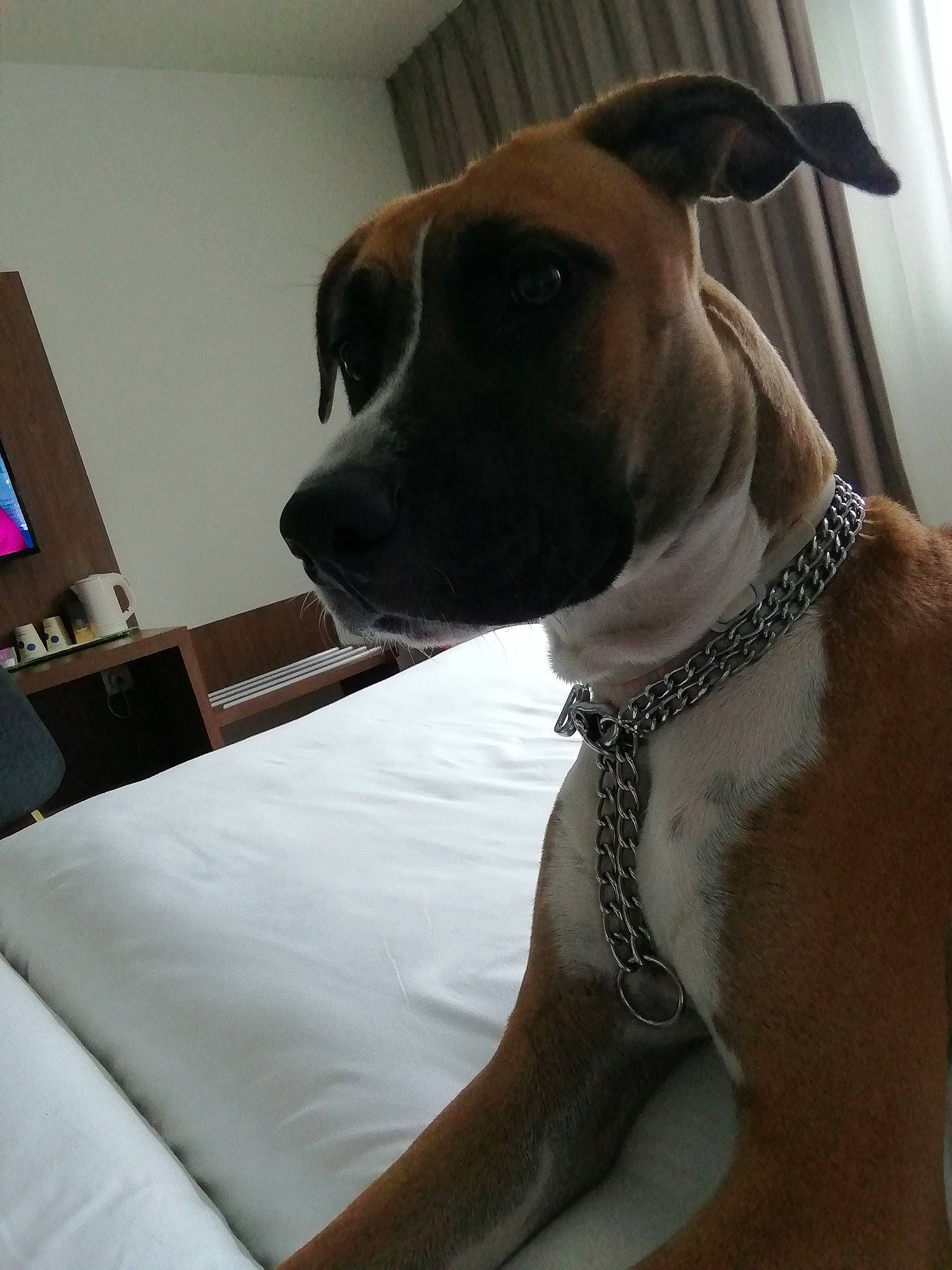 Saïka a rejoint le concours — aidez-le/la à gagner de superbes lots ! canidae, carnivore, collar, comfort, companion_dog, dog, dog_breed, dog_collar, dog_supply, fawn, fur, leash, linens, pet_supply, pillow, sighthound, snout, sporting_group, whiskers, working_animal