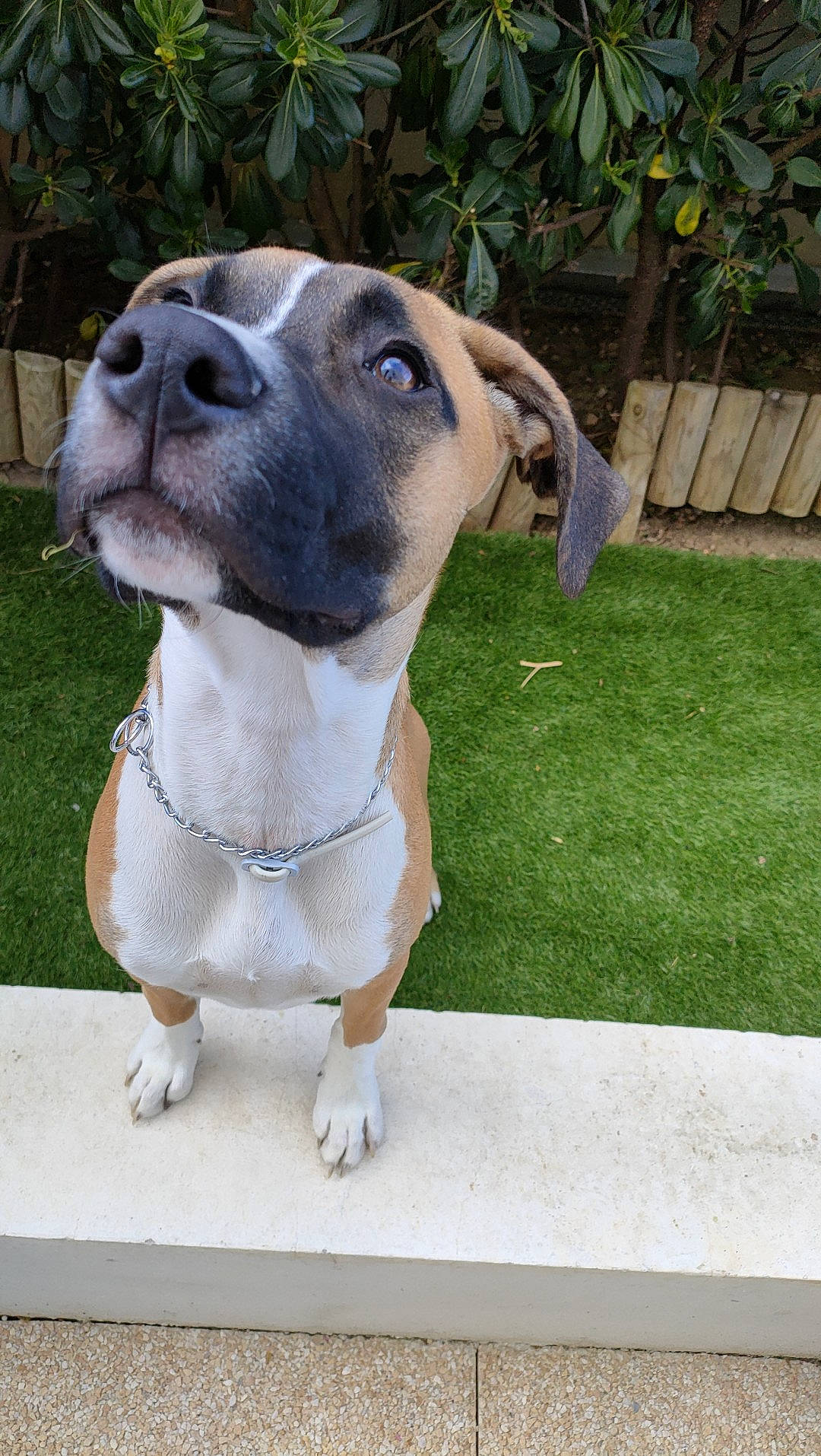 Saïka a rejoint le concours — aidez-le/la à gagner de superbes lots ! ancient_dog_breeds, canidae, carnivore, collar, companion_dog, dog, dog_breed, dog_collar, dog_supply, fawn, grass, leash, pet_supply, plant, snout, sporting_group, terrestrial_animal, whiskers, working_animal, wrinkle