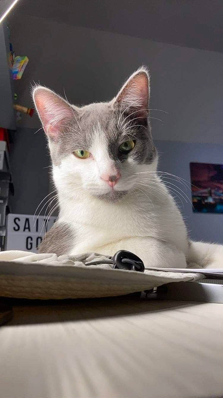 Ramsès a rejoint le concours — aidez-le/la à gagner de superbes lots ! box, carnivore, cat, cat_supply, comfort, domestic_short_haired_cat, felidae, fur, gadget, grey, iris, paper_product, paw, pet_supply, photo_caption, sitting, small_to_medium_sized_cats, snout, tail, whiskers